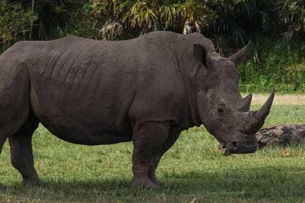Javan rhinoceros