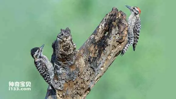 2023053089817466.jpg 8d463683b2b7d0a23b9891e5c0ef76094a369aec_九雷图片转换器.jpg