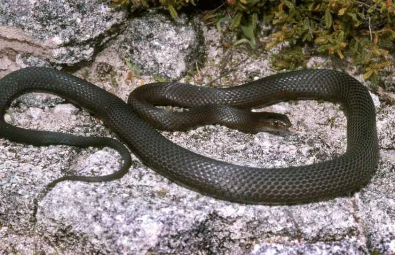 Dugart Brown Snake, Pseudonaja affinis