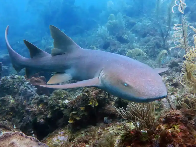 Nurse shark (Wilde shark)