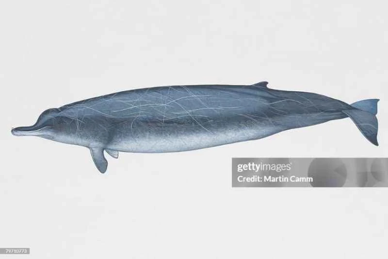Anders' beaked whale