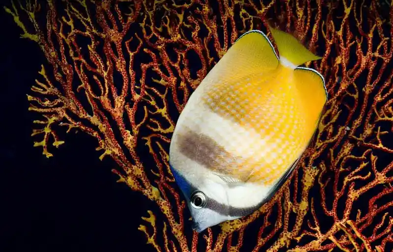Butterflyfish (Chaetodontidae)