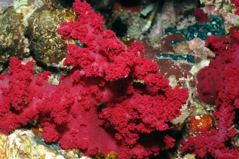 Stone pine soft coral (Carnation soft coral)