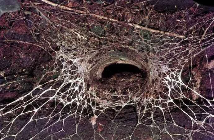 Australian funnel-web spider