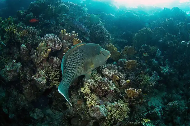 Napoleon wrasse