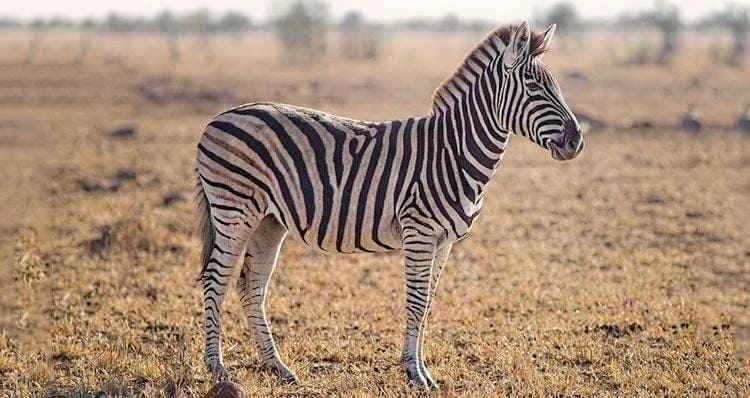 Grevy's zebra