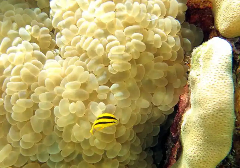 Pearl bubble coral (bubble coral)