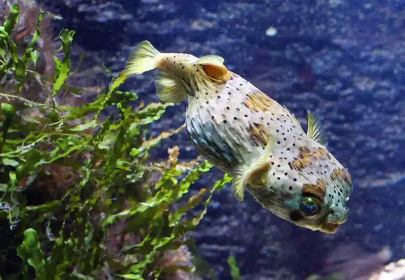 Spotted pufferfish