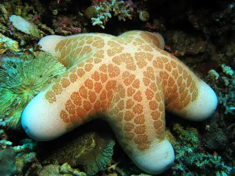 Starfish pellets (donut starfish)