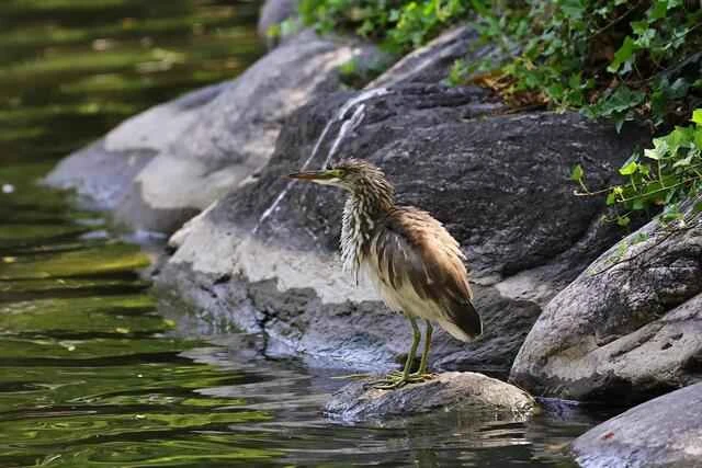 Indian pond heron,