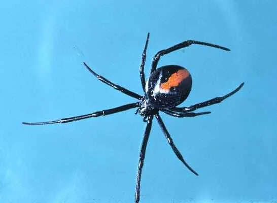 Redback spider, Latrodectus hasselti