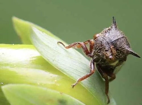 treehopper