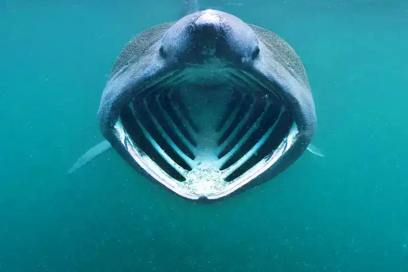 Megamouth Shark