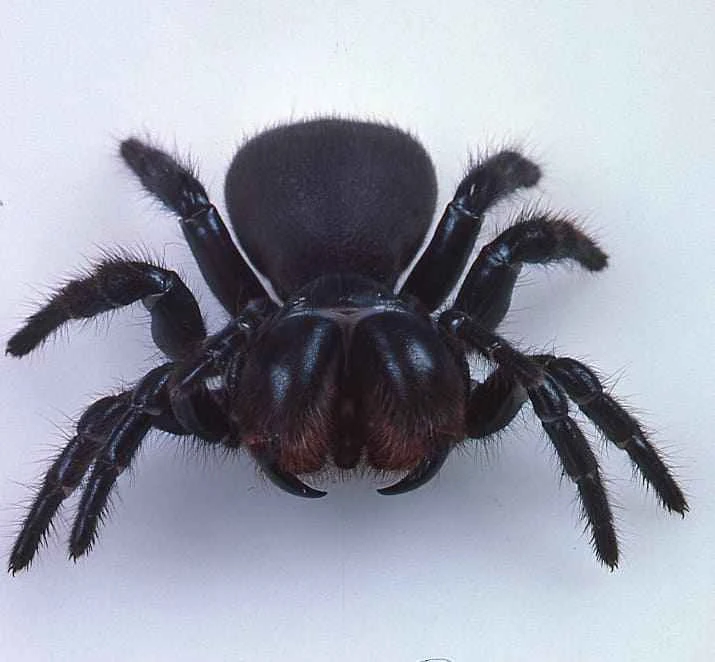 Mouse spiders, Missulena (typical species include Missulena bradleyi, etc.)