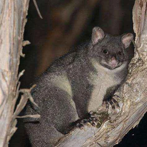 Mountain brushtail mink