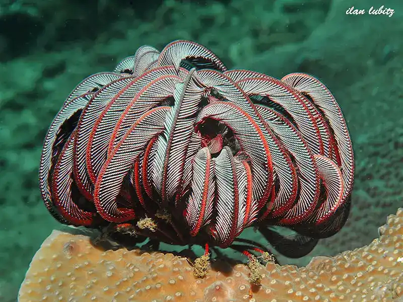 Crinoids (Feathered Star/Crinoids - General Overview)