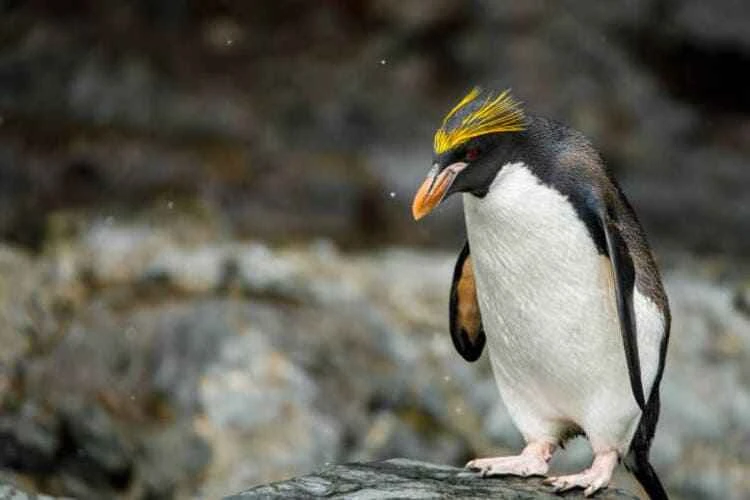 Macaroni penguin, Eudyptes chrysolophus