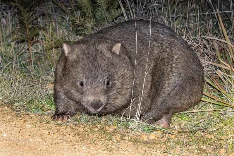 Common Wombat