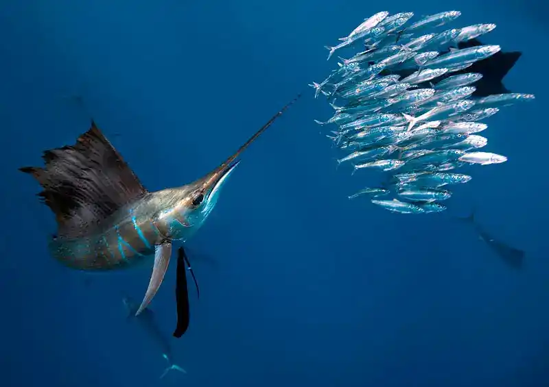 Sailfish (Sailing Sailfish)