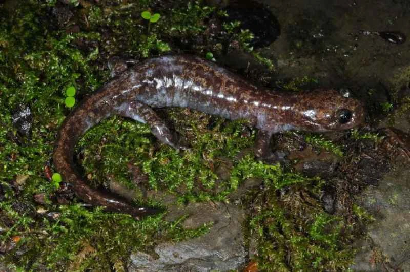 Taiwanese Salamander