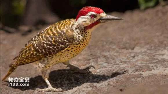 2023060189946939.jpg e9987acf36d3d53989d8b8723187e950342ab009_九雷图片转换器.jpg