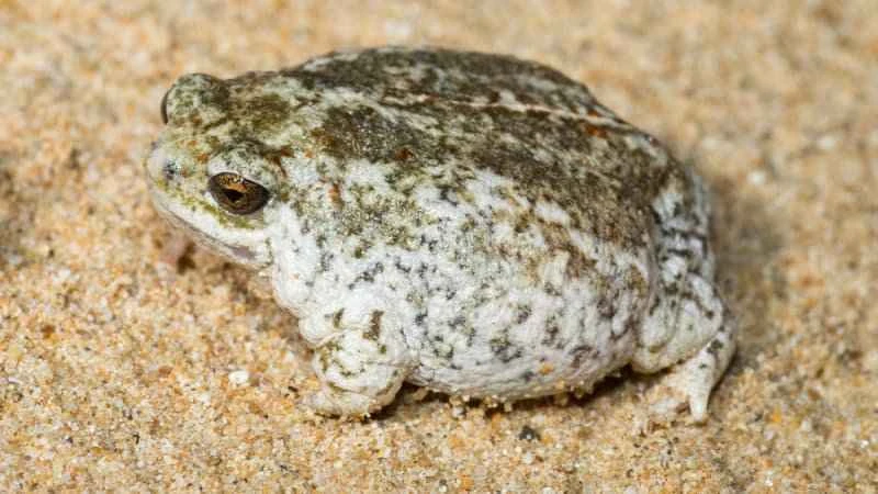 Northern Dune Frog, Arenophryne rotunda