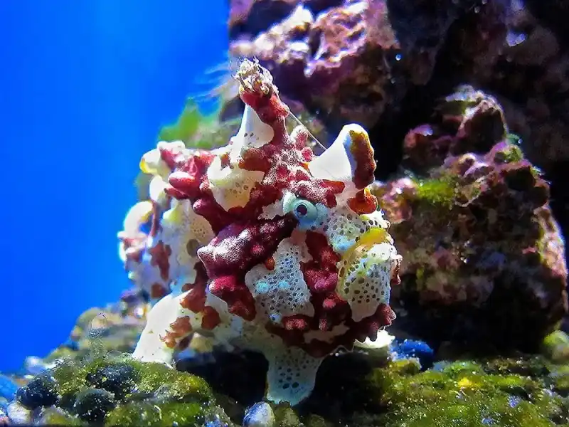 The genus *Antennarius* (also known as frogfish)