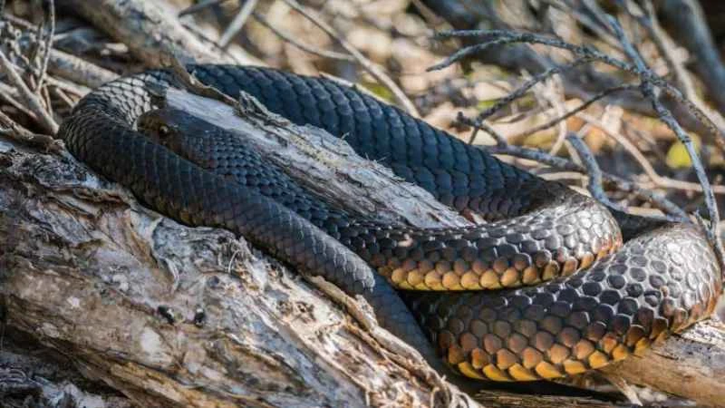 Australian Copperhead Snake