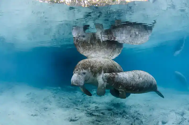 Manatees, Trichechus (genus)