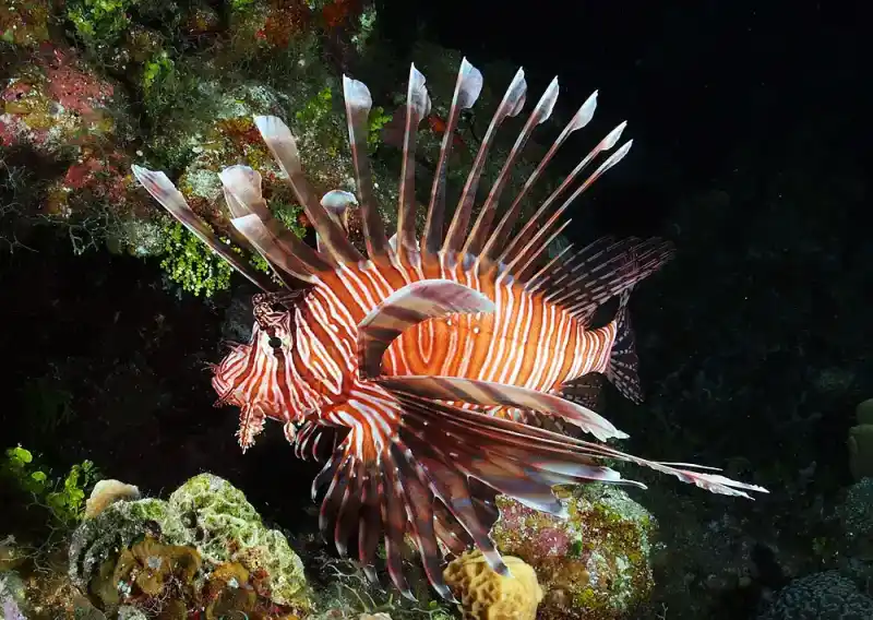 Red Lionfish, Pterois volitans
