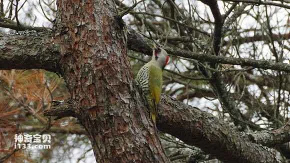2023060457580267.jpg 8fb116300a55b3194aef76f948a98226cefc179f_九雷图片转换器.jpg