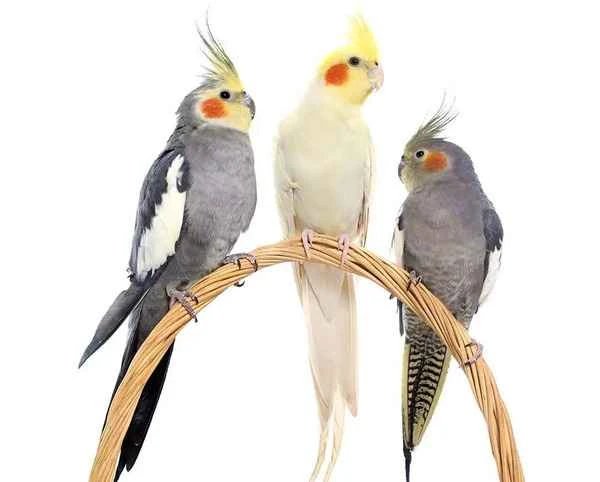 cockatiel