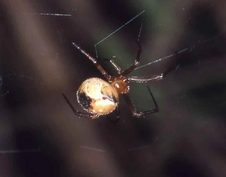 Platform spiders, Theridiidae (representatives: Parasteatoda, Steatoda, etc.)