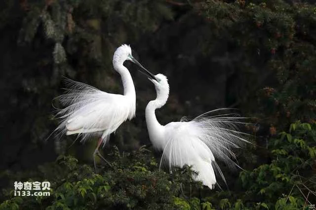 Great egret, white egret, heron, white-winged bird, winter village, great white crane, white stork, white village, snow guest