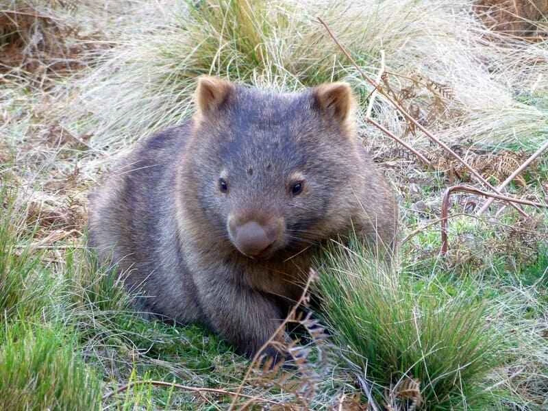 Common Wombat