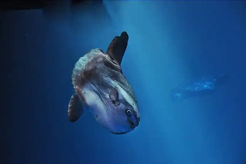 Sunfish (Mambo)