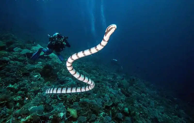 Sea snakes (General Overview), Hydropheinae / Laticaudinae (Elapidae)