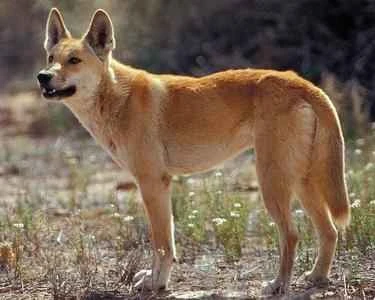 Dingo, Australian Wild Dog, Australian Wild Dog
