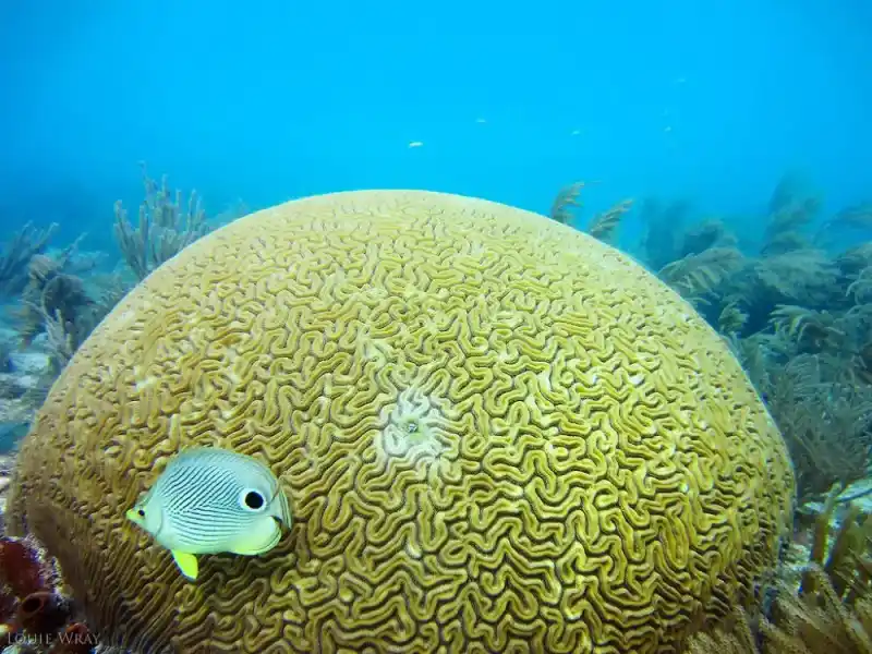 Open brain coral (folded brain coral), Trachyphyllia geoffroyi
