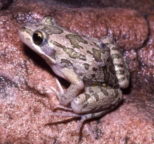 Spotted Swamp Frog
