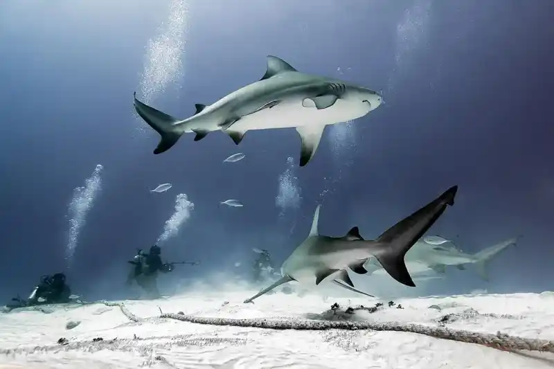 Bull shark (or bull shark)