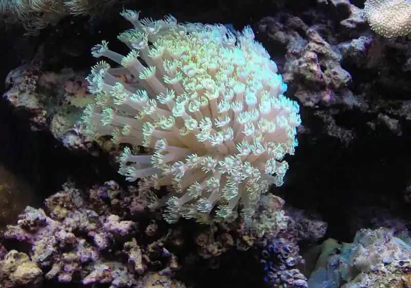 Clustered chrysanthemum coral (potted coral)