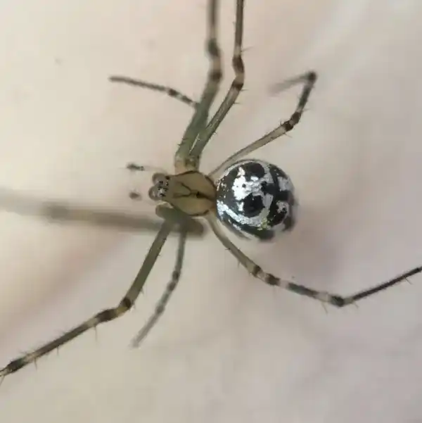 Silver orb-weaver spiders, Araneidae, etc. (orb-weaver spiders with silver body spots, such as some species of the genera Argiope and Leucauge)