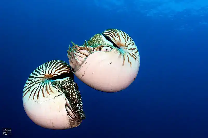 Nautiloidea