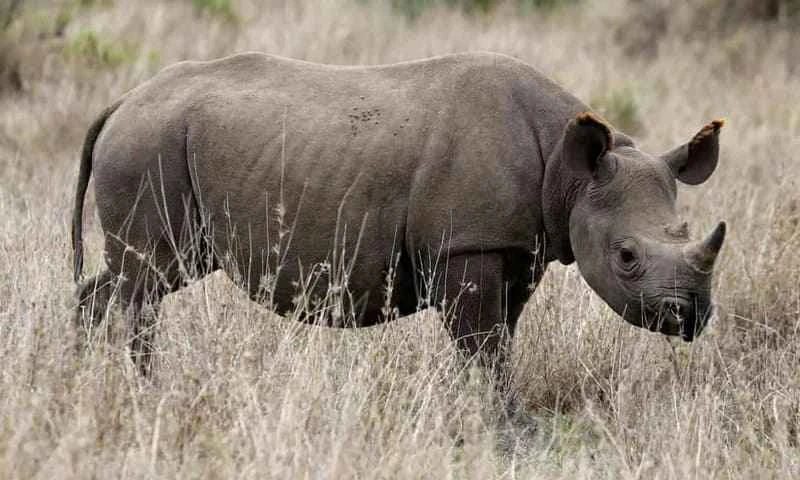 Black rhinoceros, Diceros bicornis