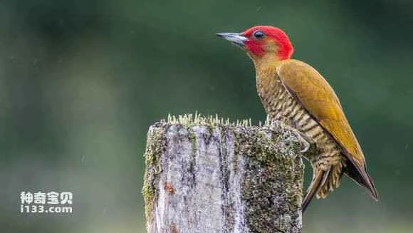 2023070556381547.jpg f4755afbe6cd7b89f377d176042442a7d8330e9b_九雷图片转换器.jpg