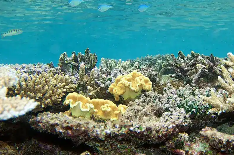 Elegant Leather Coral