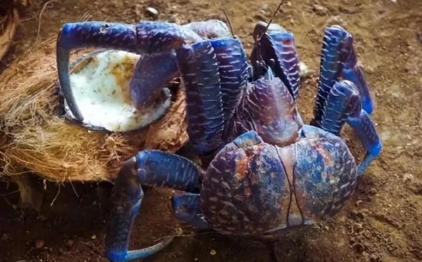 Coconut crab, Bagua crab, Robber crab