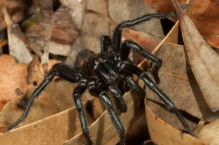 South Sydney funnel-web spider