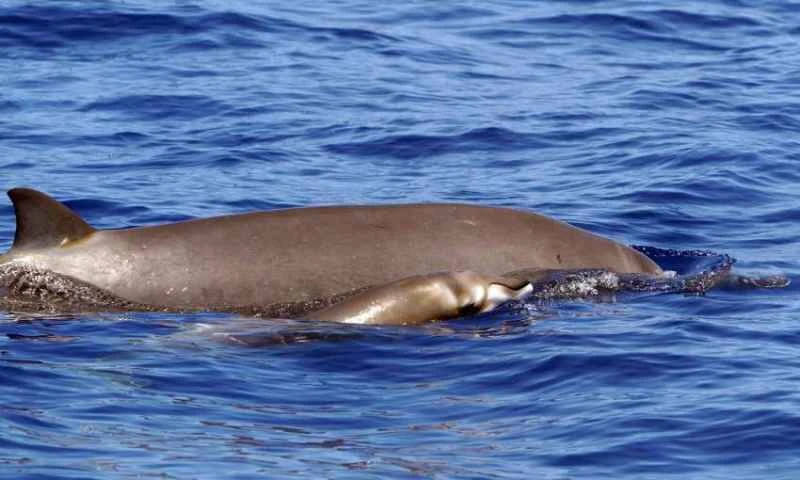 Bryde's beaked whale